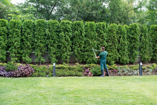 Best Fruit Tree Pruning  in Danvers, IL