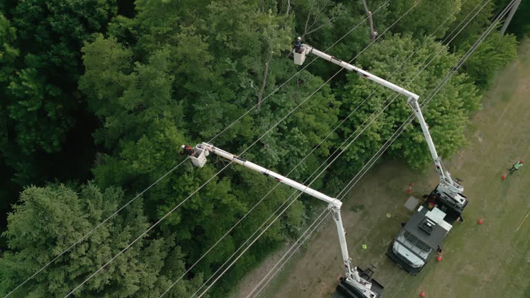 Best Tree Cabling and Bracing  in Danvers, IL