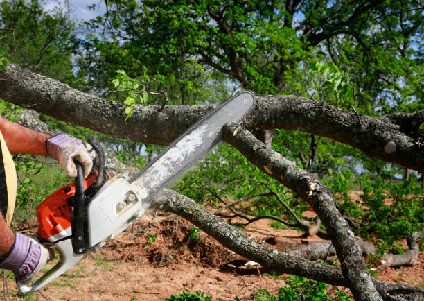 Best Tree Trimming and Pruning  in Danvers, IL